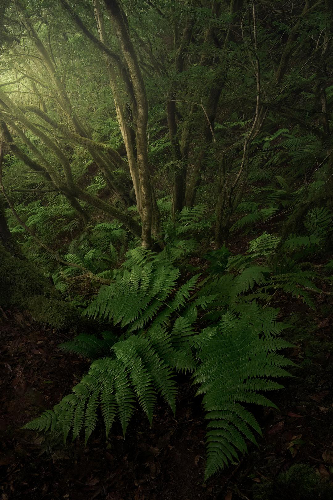 Anaga Fern