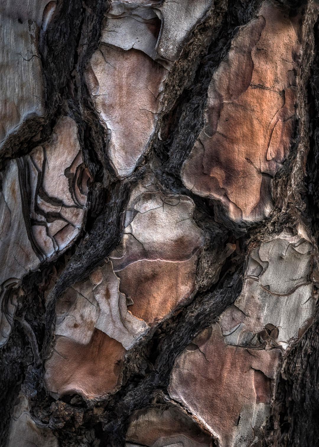 Barkskin