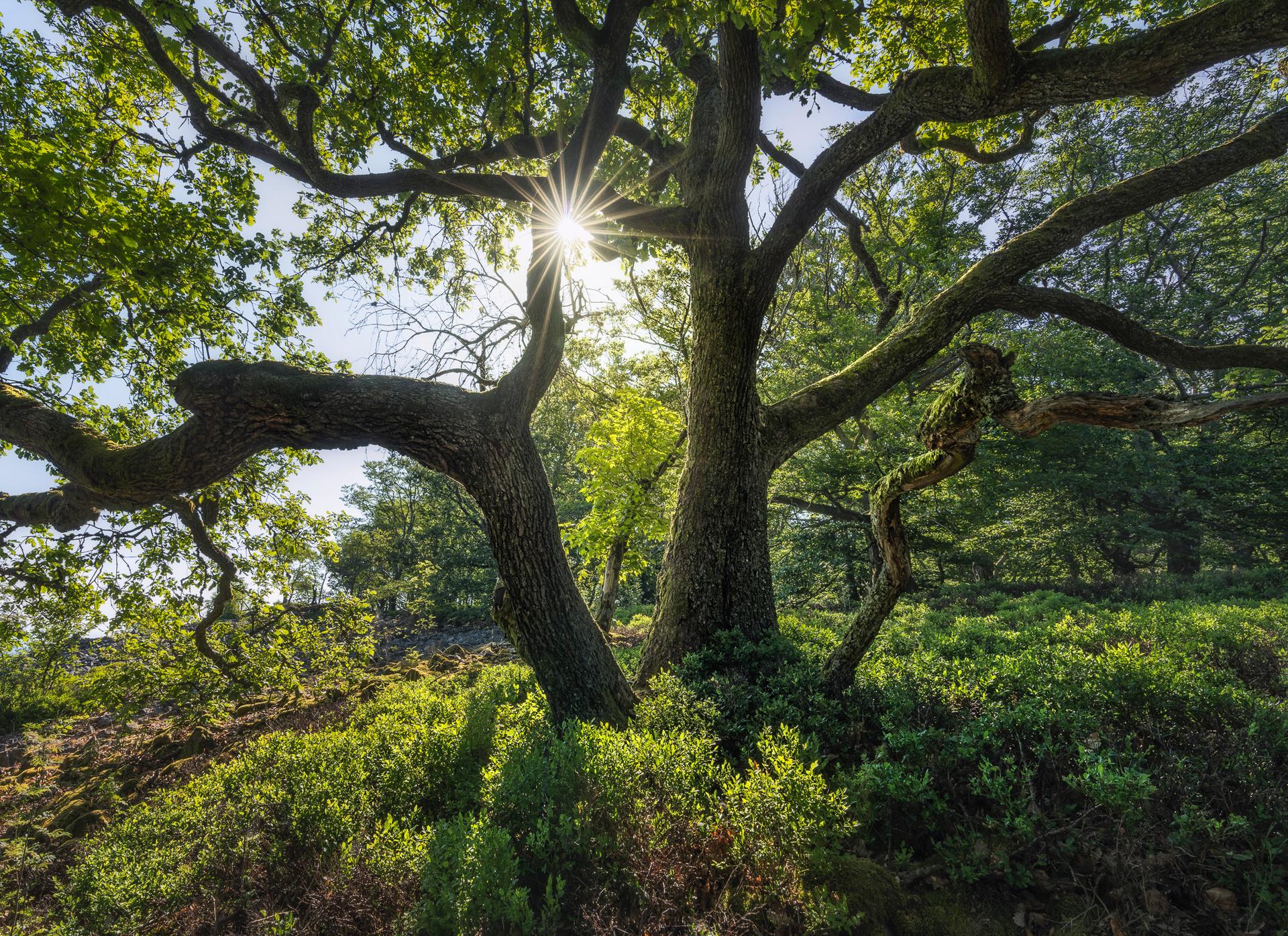 Crowned by the Sun