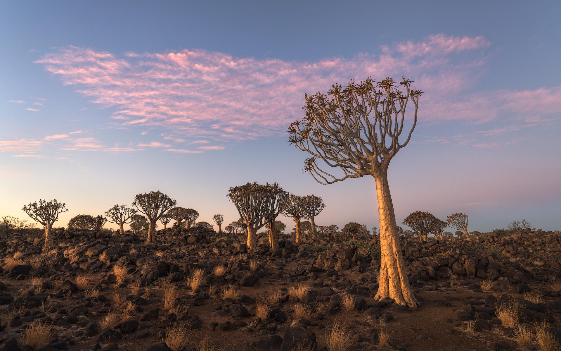 Desert Ballet