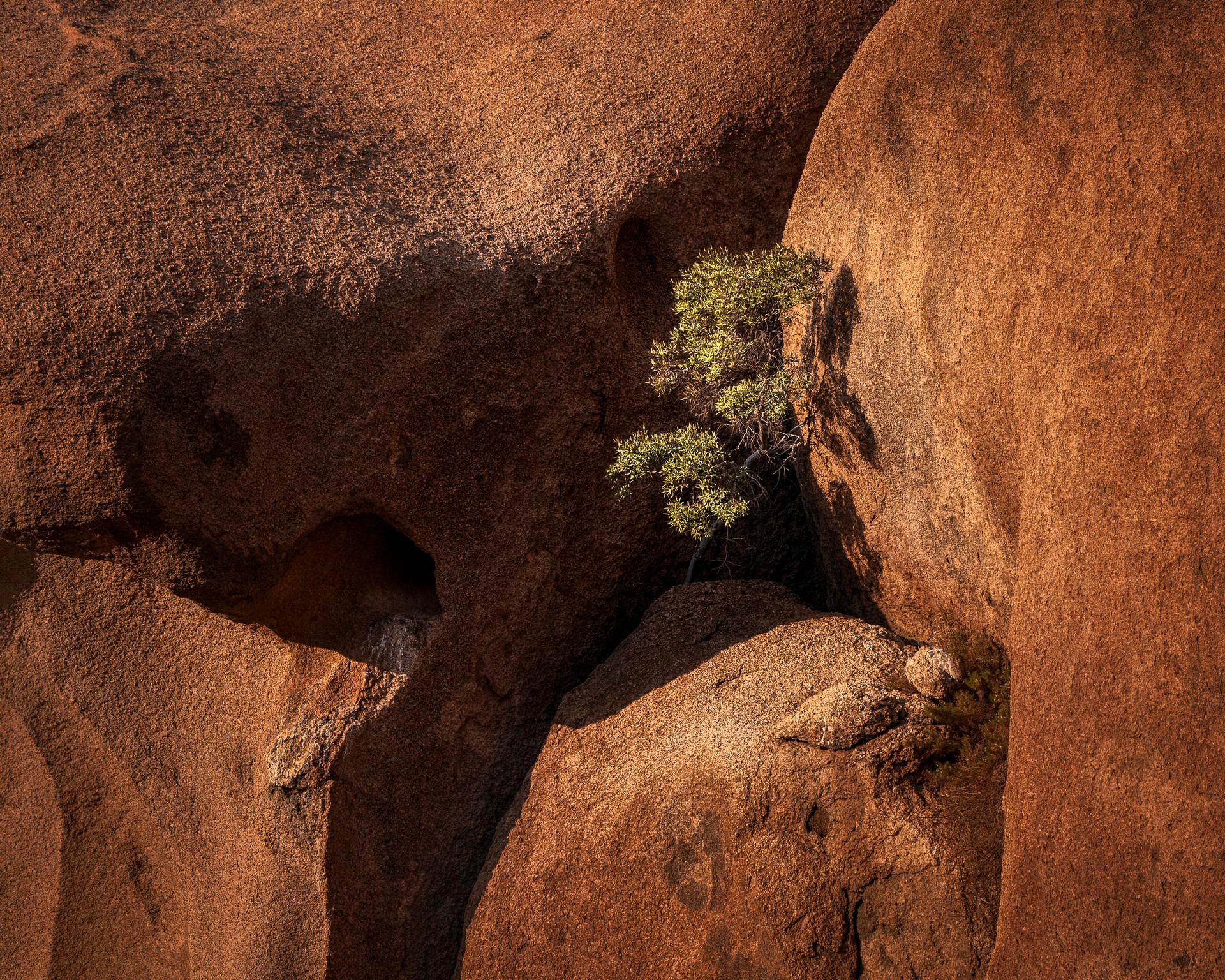 Desert Tree