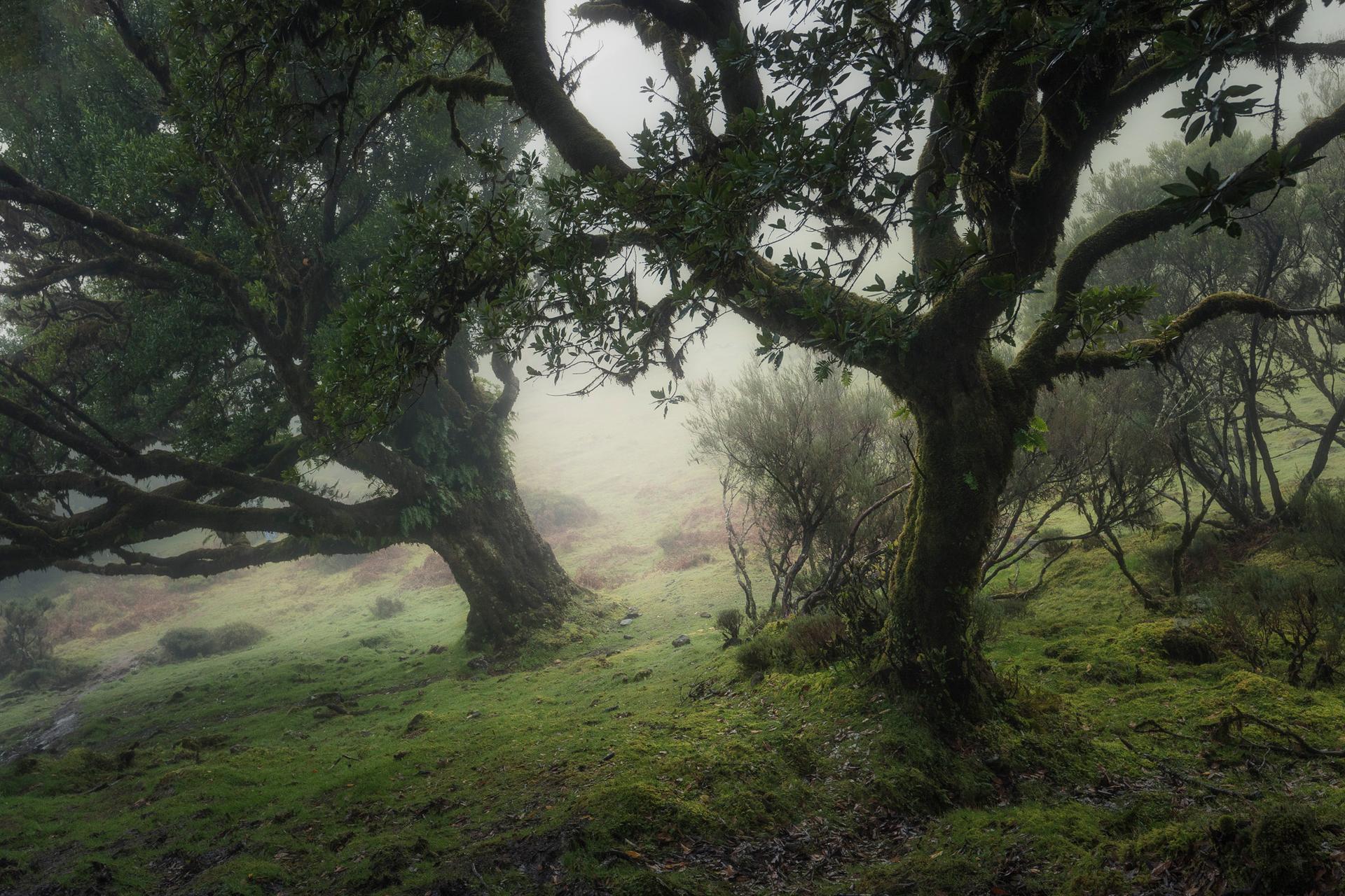 Emerald Silence