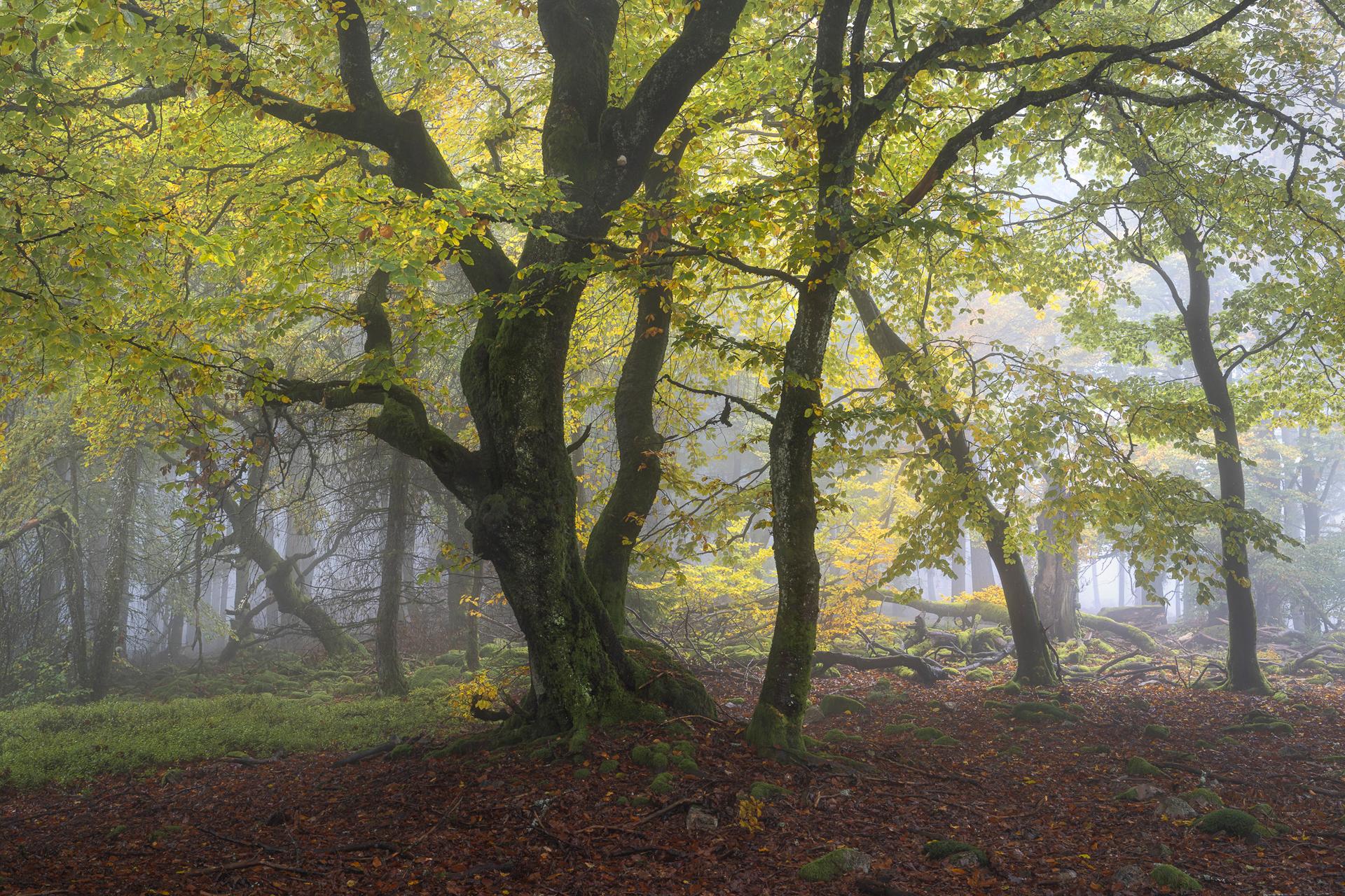 Enchanting Taunus