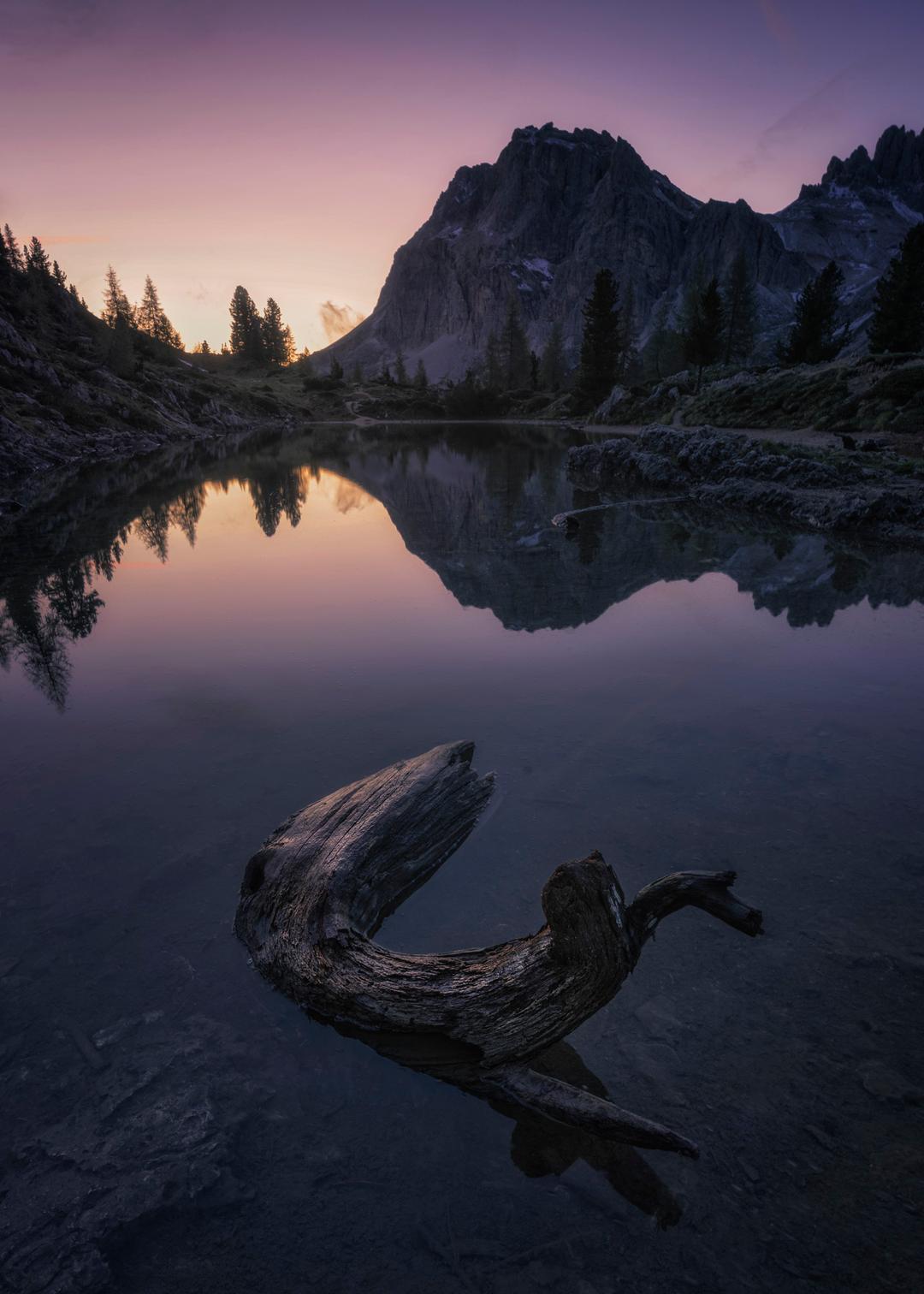 Italian driftwood