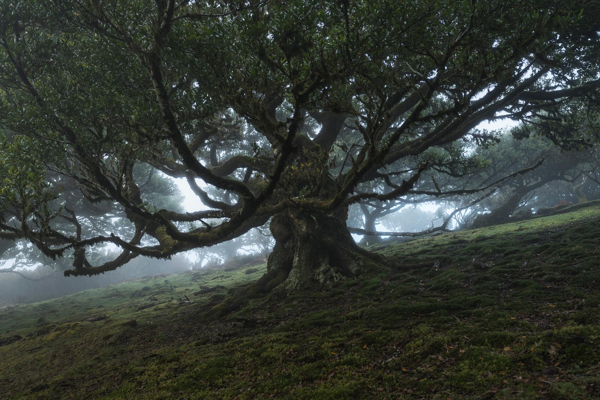 King of Woodland