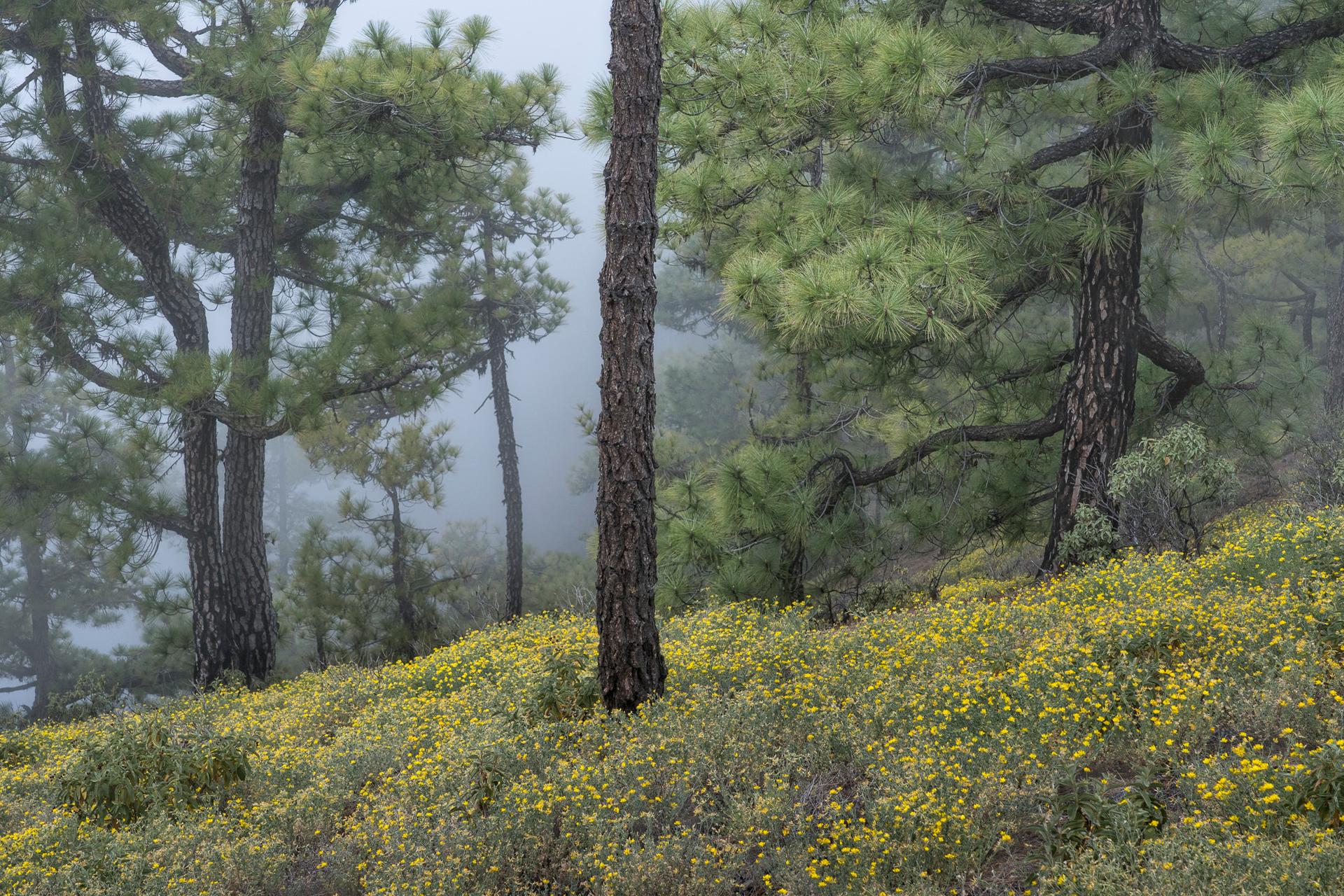 La Palma Pines