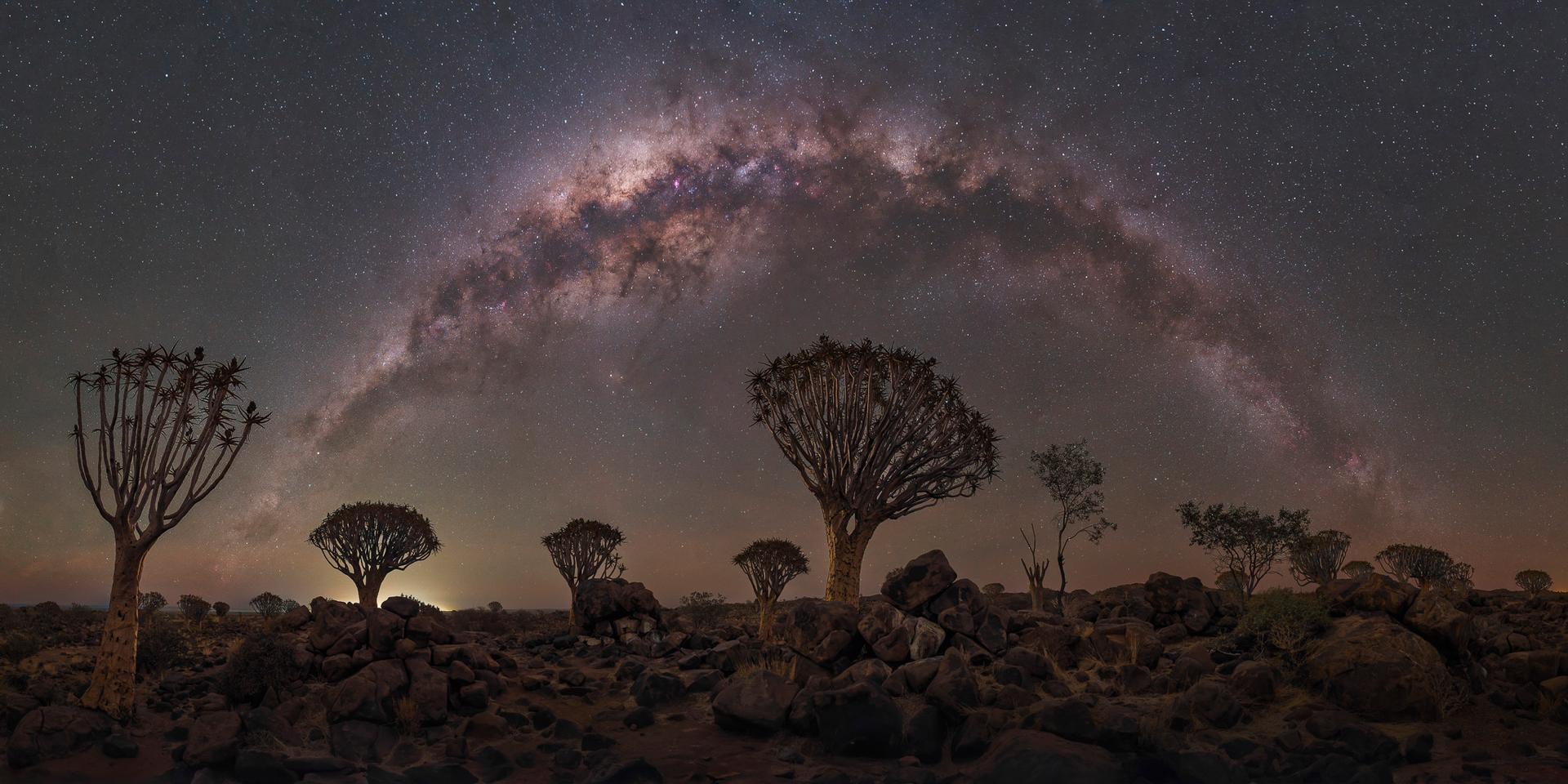 Quiver Tree Forest I