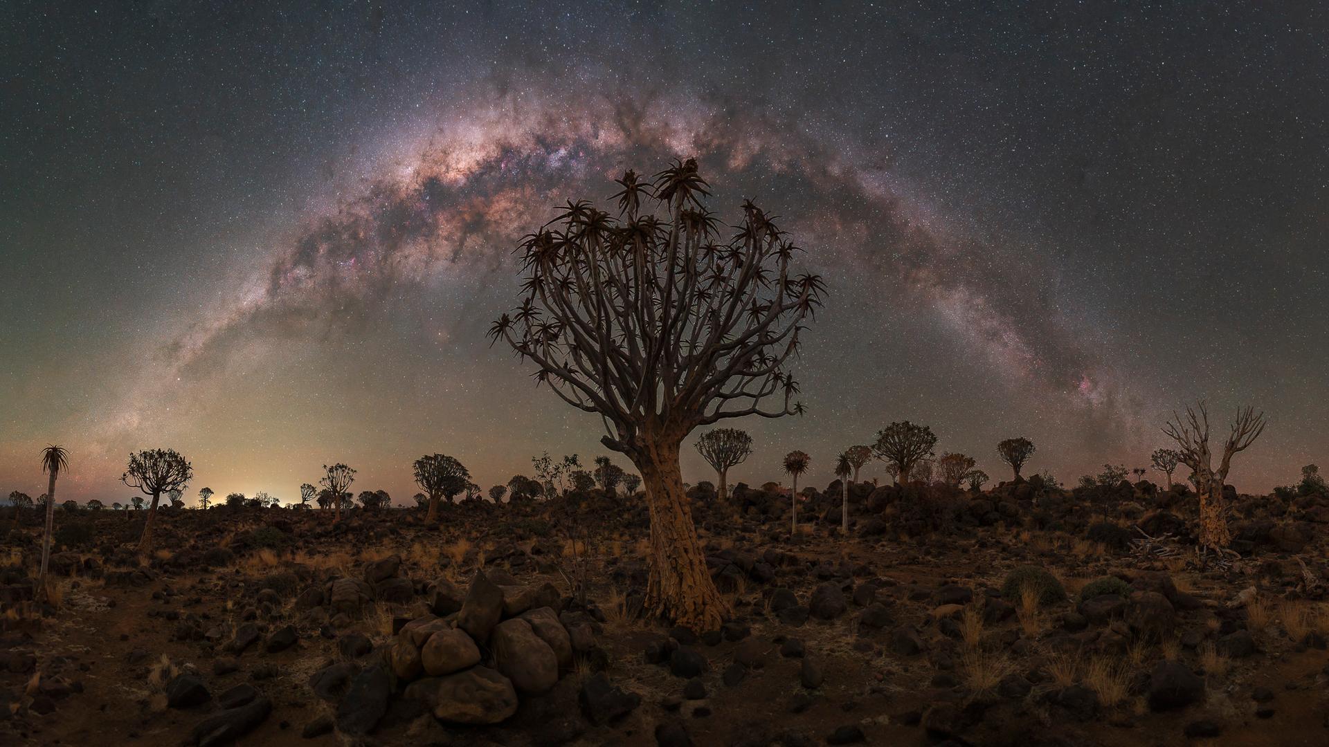 Quiver Tree Forest II