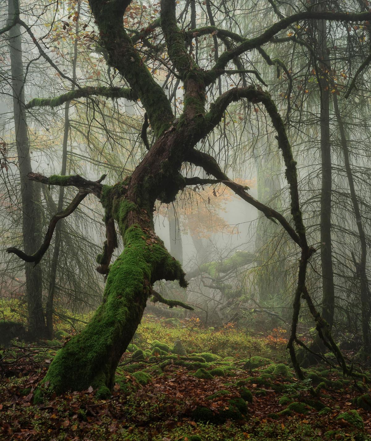 Spider Tree