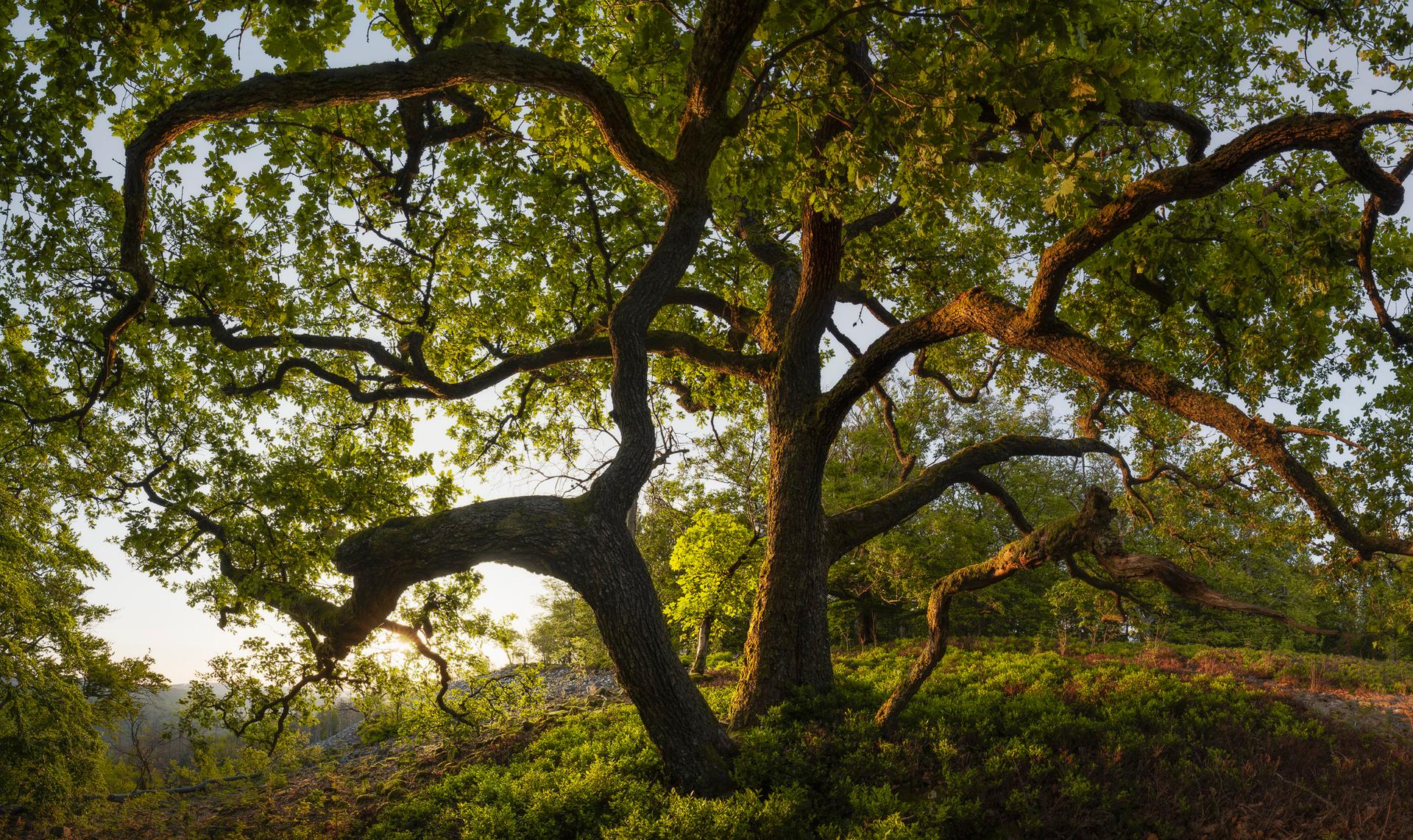 The Dancing Limbs
