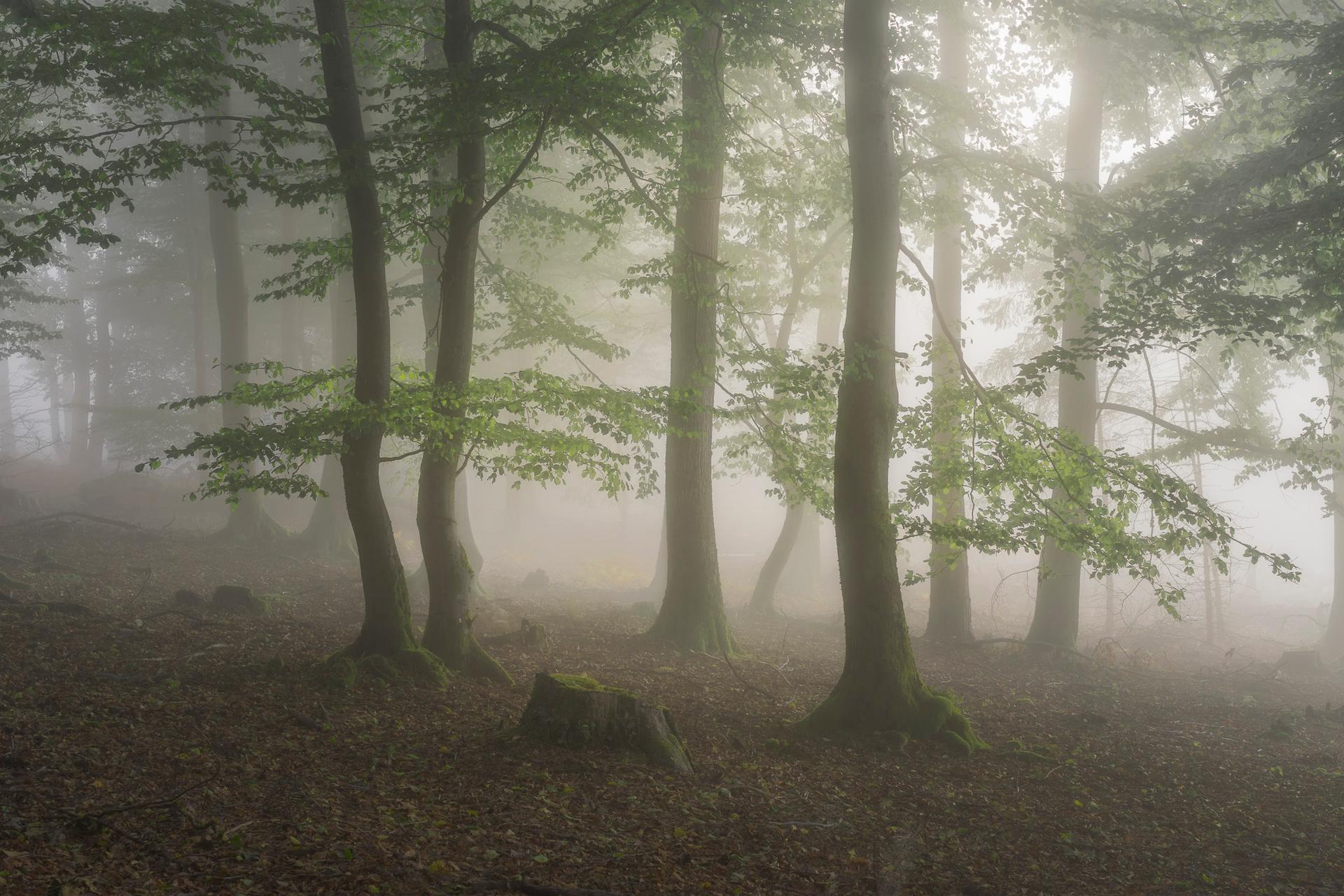 Whispers in the Mist