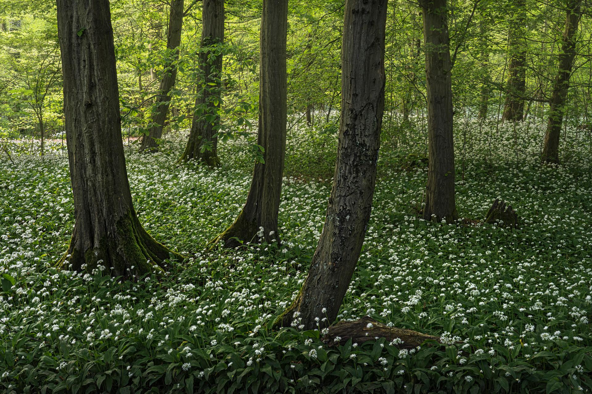 Wild Garlic Season I