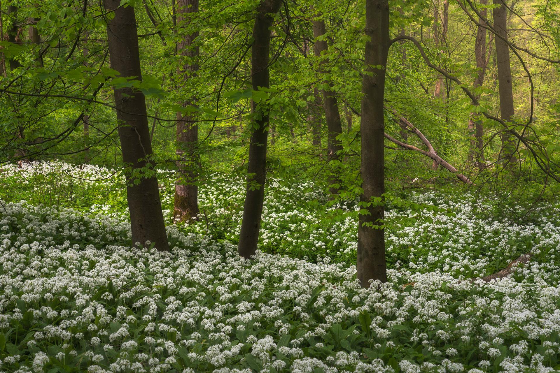 Wild Garlic Season II