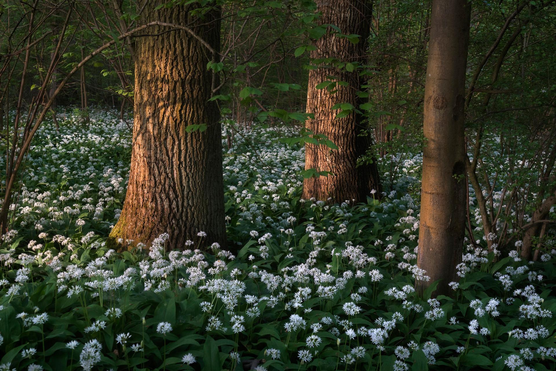 Wild Garlic Season III