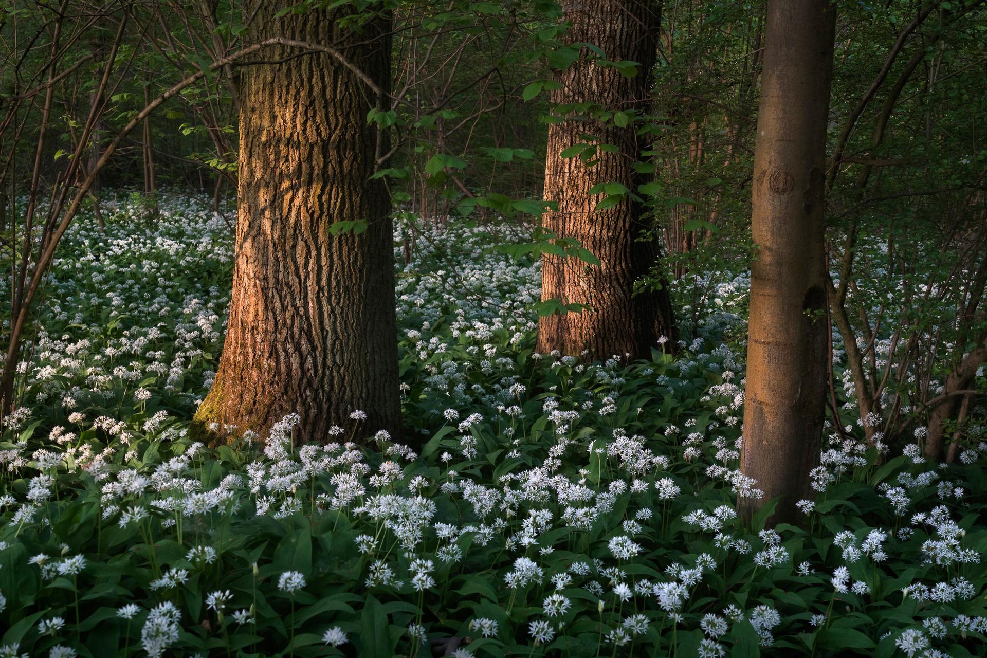 Wild Garlic Season III