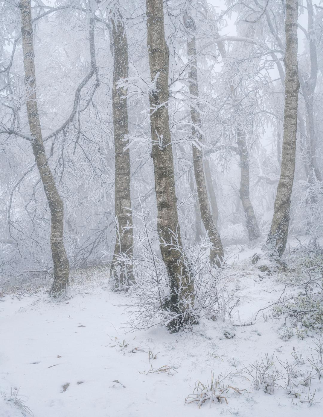 Winter Trees