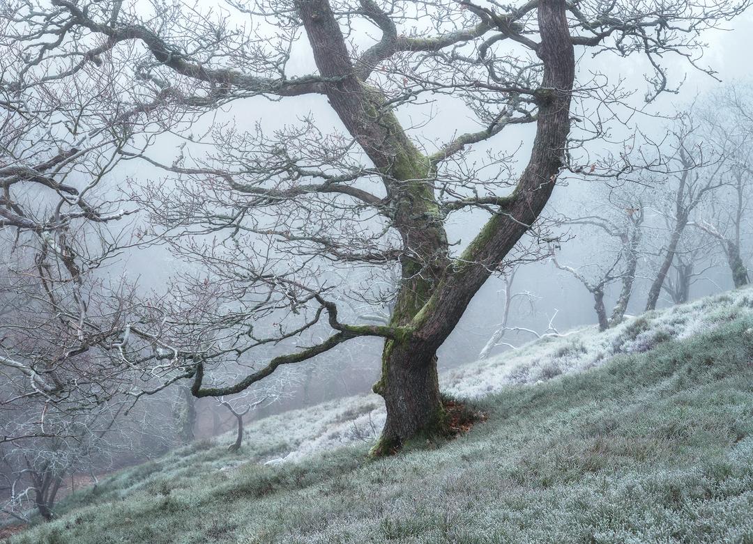 Winter’s Calligraphy