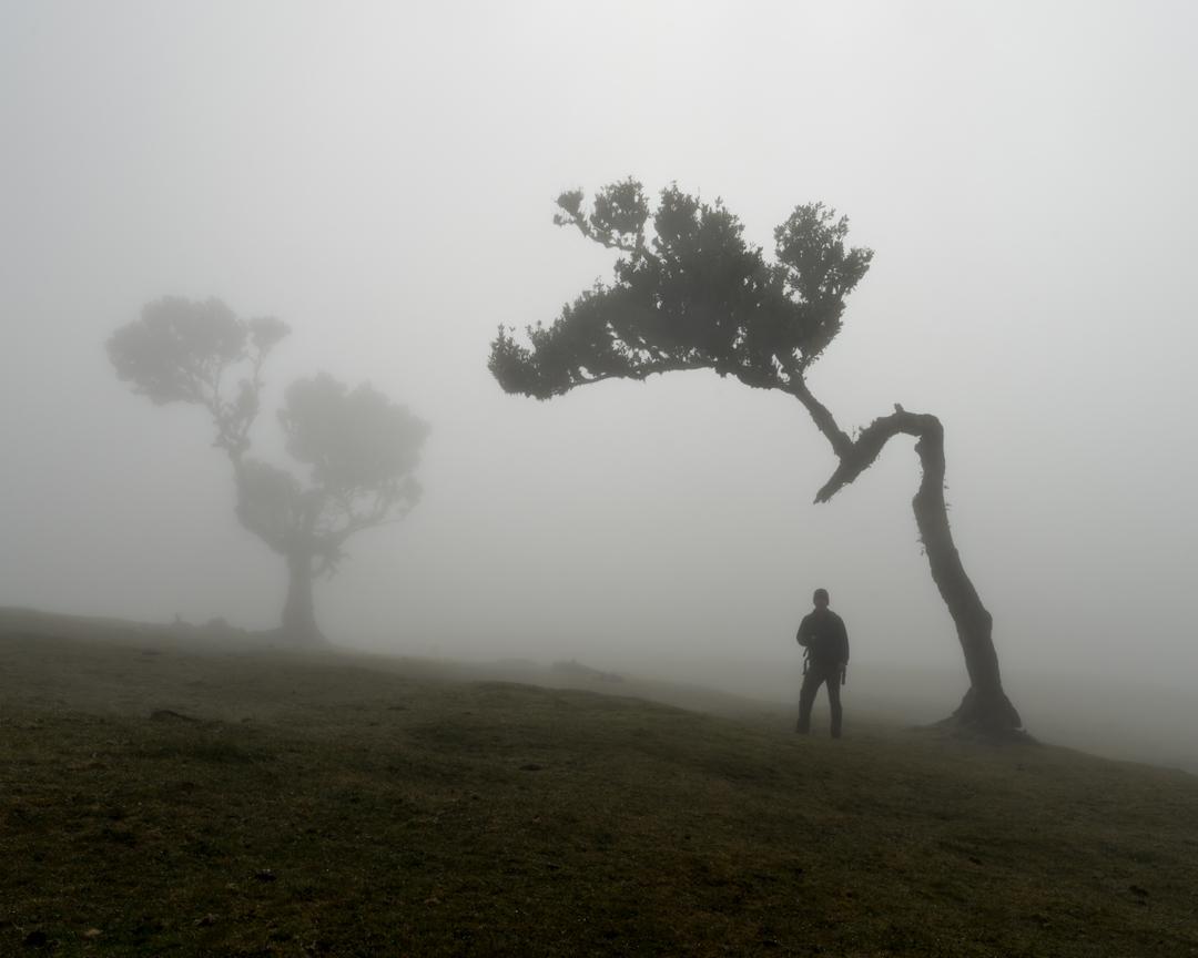 Image showing the silhouette of Jens under a lorel tree in Madeira
