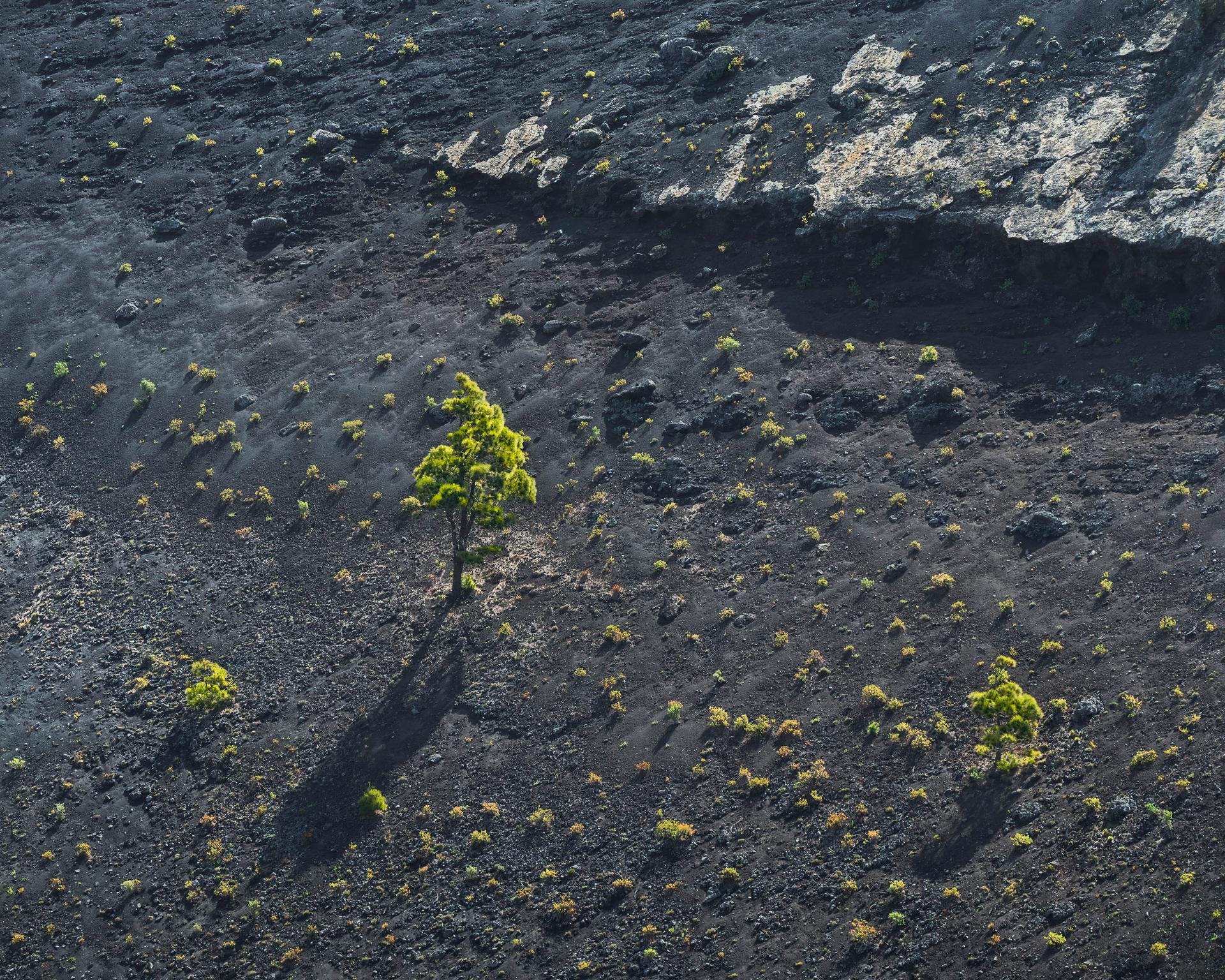 Volcano Tree